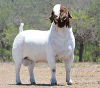 Dorper San Farancisco